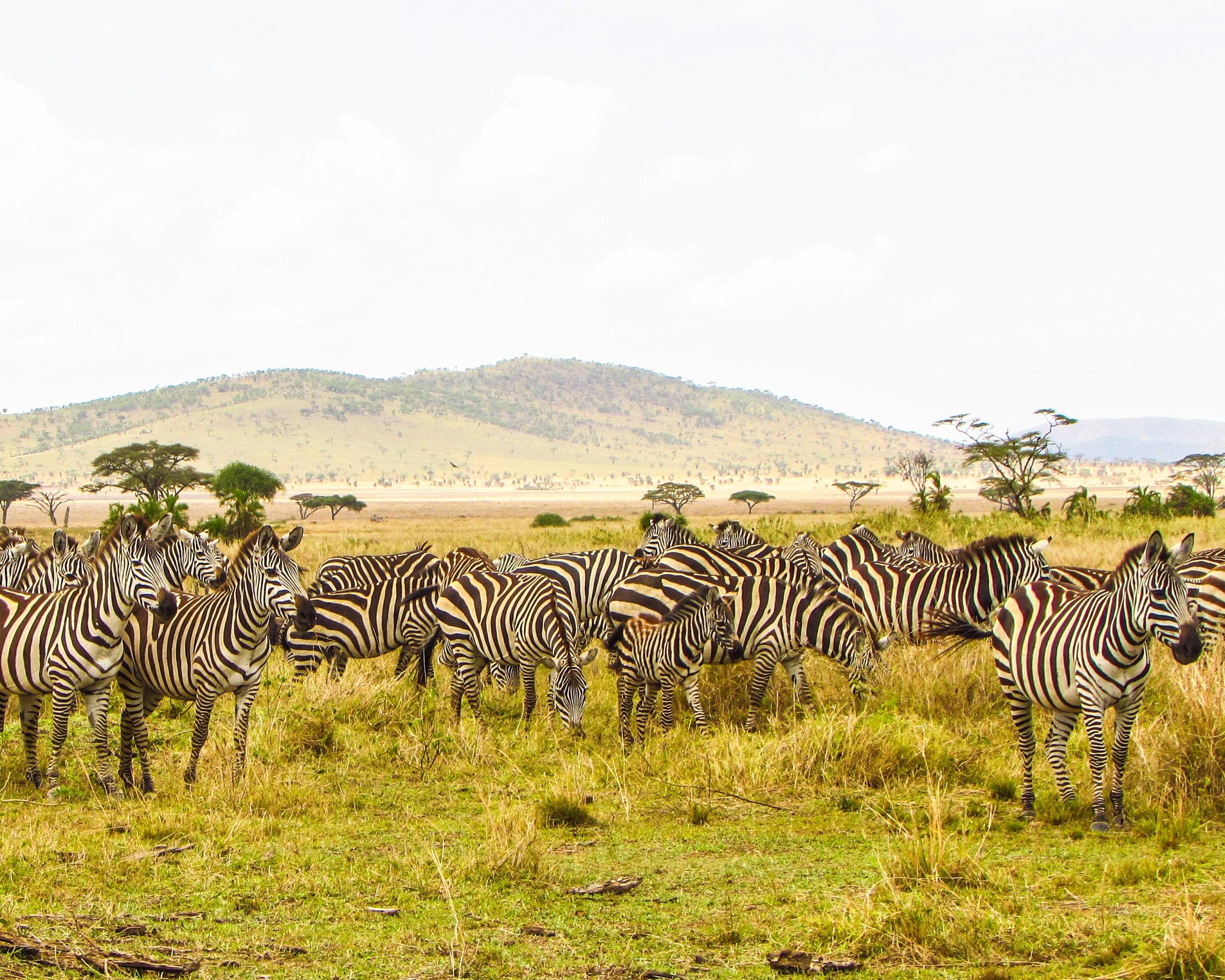 Bild zur Reise: Safari