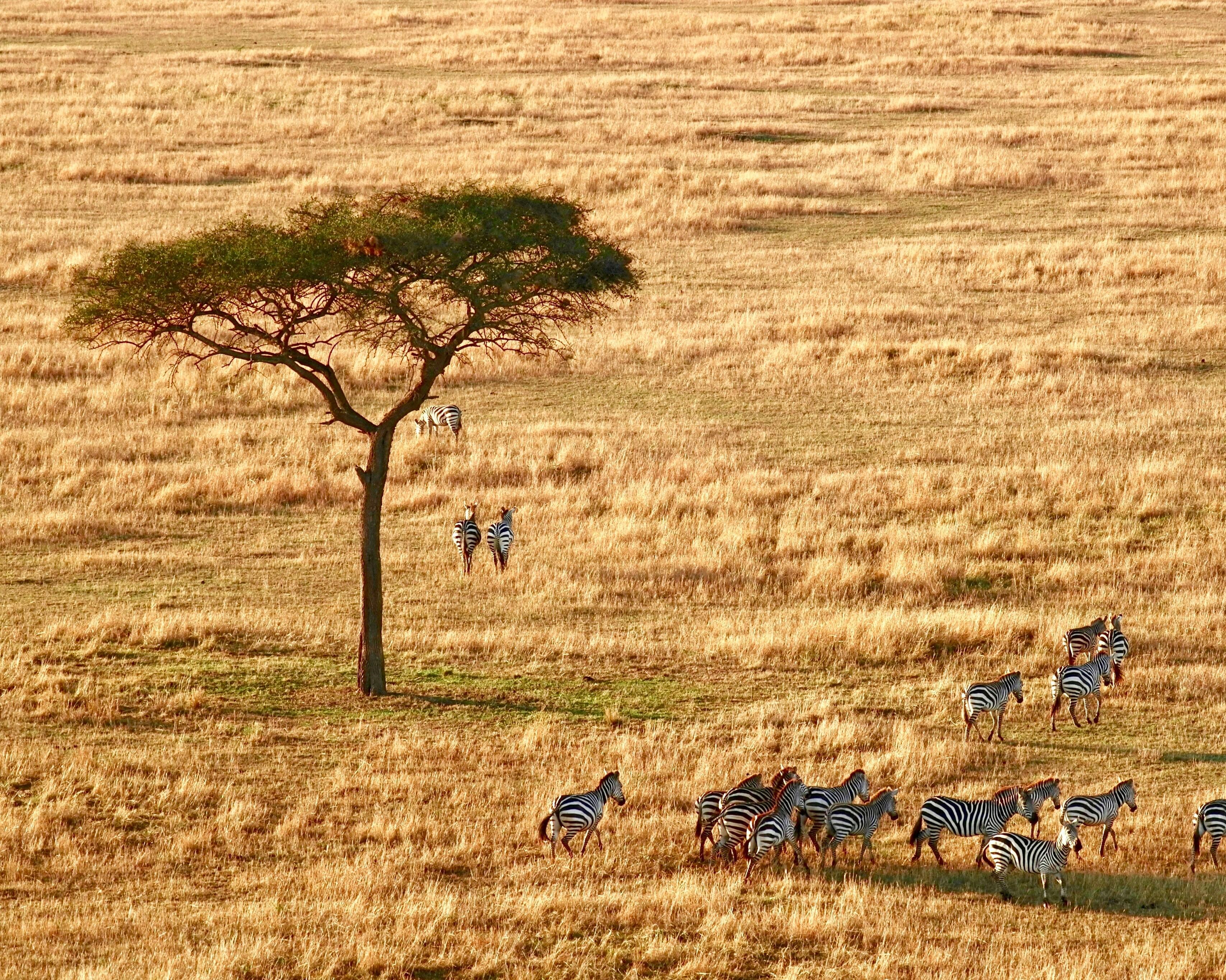 Bild zur Reise: Safari
