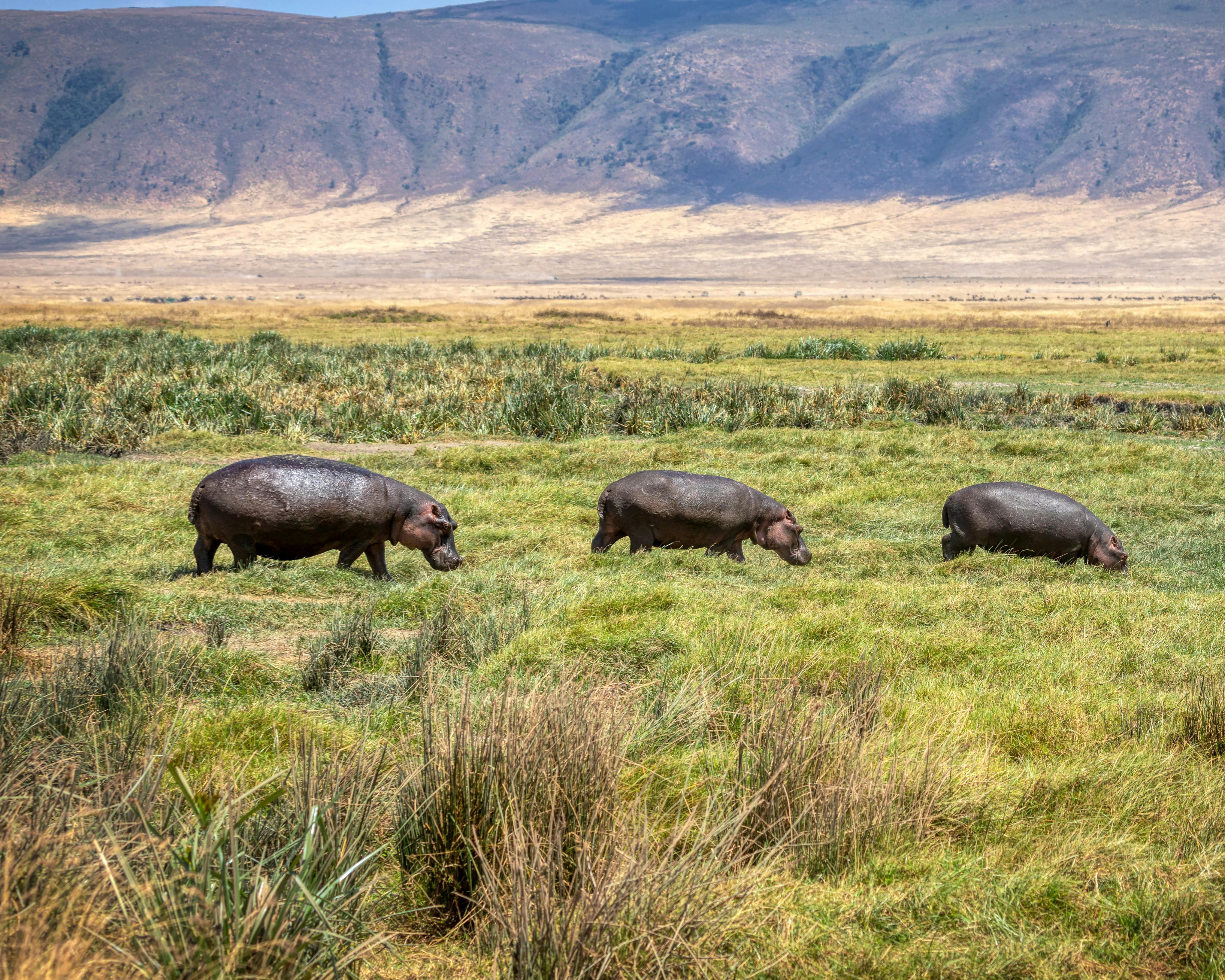 Bild zur Reise: Safari