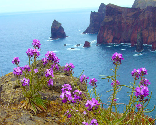 Bild zur Reise: Porto & Blumeninsel Madeira (Reise-ID: 1201217)