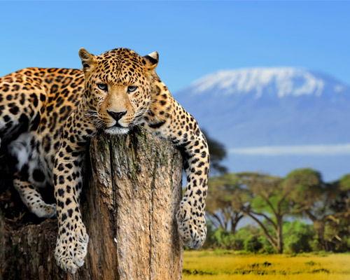 Bild zur Reise: Safari