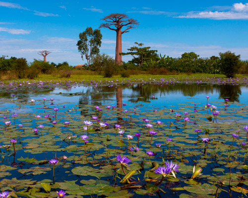 Bild zur Reise: Inseltraum Mauritius & Lemuren auf Madagaskar (Reise-ID: 7573540)