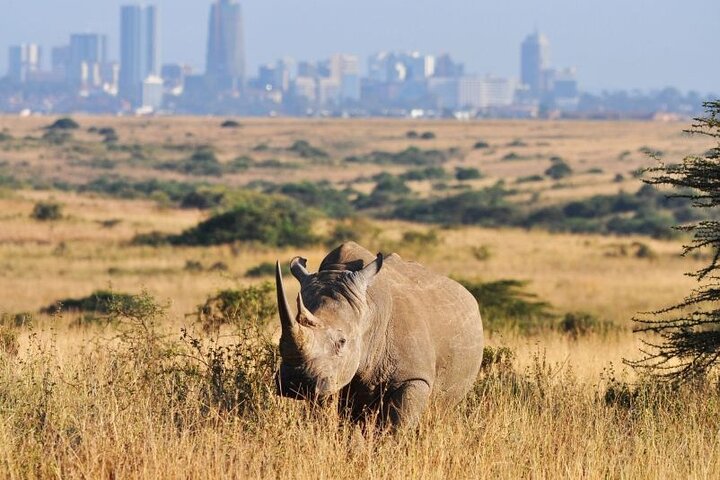 Bild zur Reise: Nairobi inkl. Safari-Tour & Baden auf Sansibar (Reise-ID: 15477433)