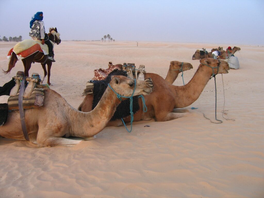 Tunesien, Kamele