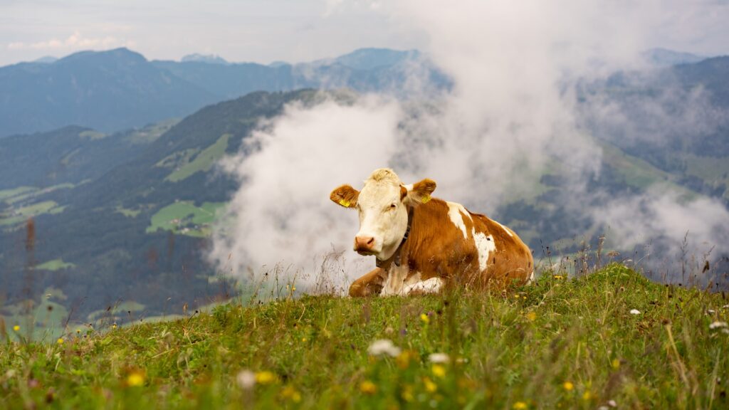 Kitzbüheler Horn, Kitzbühel, Österreich