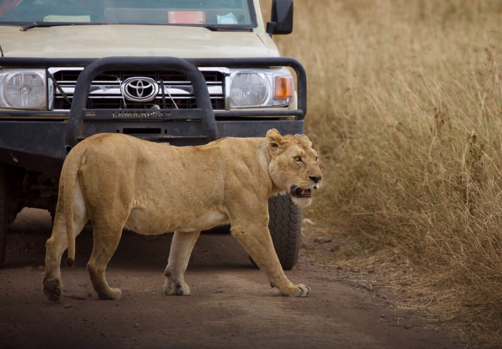 Safari Tansania Festland