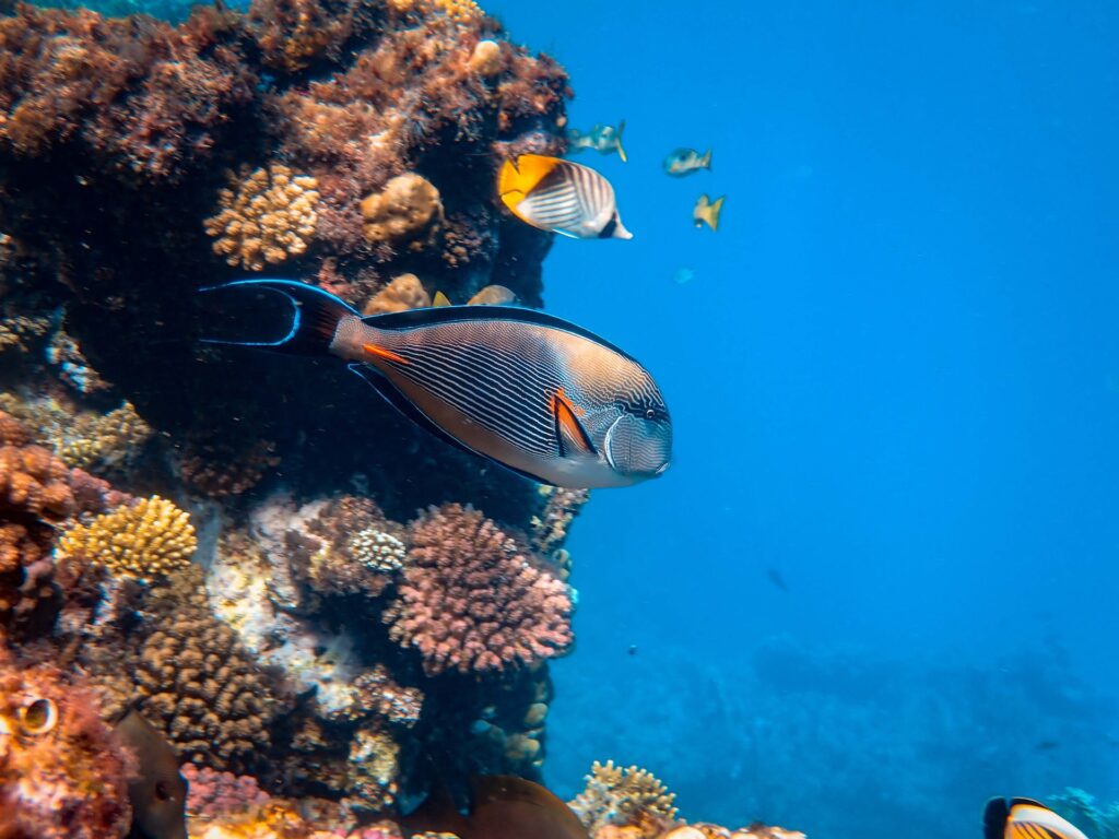 Wasserunterwelt Korallenriff, Rotes Meer