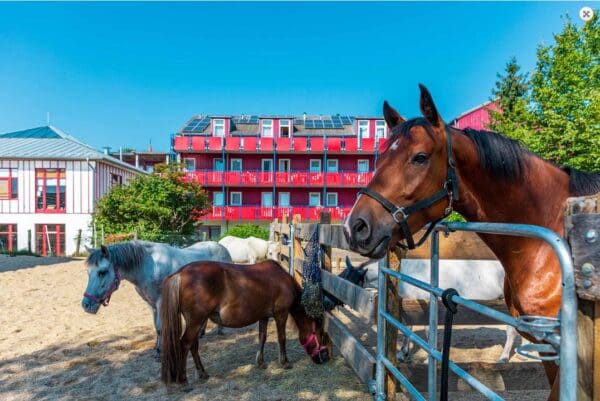 Bild vom Hotel: Reiterhof Runding
